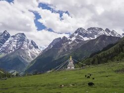 Green alpine meadows Stock Footage