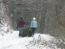 WS Two women walking through forest with christmas tree on sled / Saarburg, Rhineland-Palatinate, Germany Stock Footage