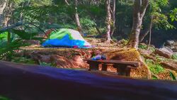 Tenting in the Forrest Stock Footage