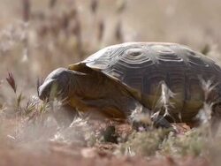 Desert Tortoise eating Stock Footage