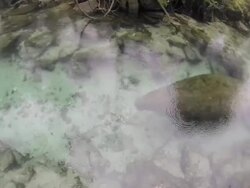 Swimming florida manatee Stock Footage