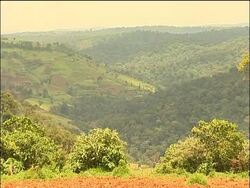 Mau forest destruction threatens people and wildlife News Clip