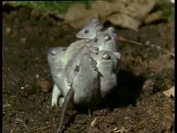MCU Mother Grey short-tailed Opossum moving around with young on back Stock Footage