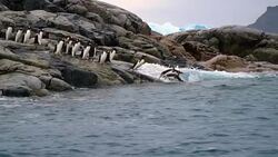Gentoo Penguins Stock Footage