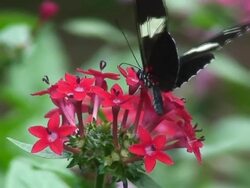 Heliconius sara Stock Footage