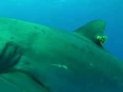 Silky shark dorsal fin tagged swim by, Saudi Arabia, Gulf  Stock Footage