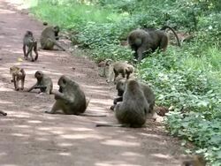 Baboon Stock Footage