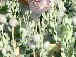 MS Man extracting the sap of the poppy / Rajasthan, India Stock Footage
