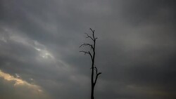 Time-Lapse of moving over the dead tree Stock Footage