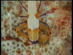 CU Imperial Shrimp moving from side to side on fish, zooms out to MS , Mabul, Borneo, Malaysia Stock Footage