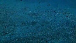 Left-eyed Flounder Flatfish swimming on sea bed Stock Footage