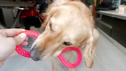 Adorable female golden retriever dog playing with it's owner and a toy Stock Footage