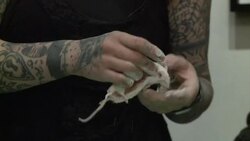 CLEAN: Taxidermy gives mice a second life News Clip