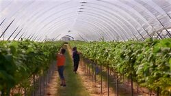 Female farm workers pick strawberries in poly tunnel. Stock Footage