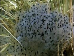 MCU Tadpoles developing within frogspawn, England Stock Footage