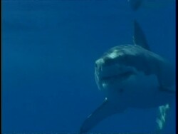 MCU Sunlit Great White Shark swimming to camera, Mexico Stock Footage