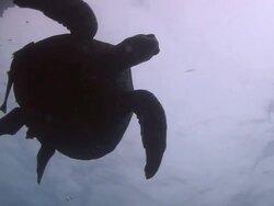 Green Turtle Stock Footage