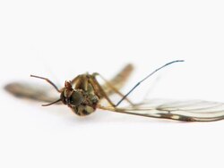 Mosquito Stock Footage