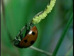 MS Ladybird Beetle, Coccinella septempunctata, laying eggs on leaf, United Kingdom Stock Footage