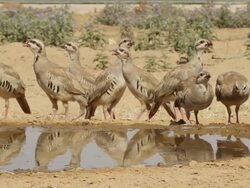 Group of young Chukars (Alectoris chukar) drinking from a desert cistern, Israel Stock Footage