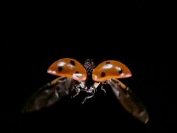 High Speed - Ladybird beetle in flight, from behind, black background Stock Footage