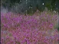 Owlclover, pull out to reveal desert estabs, Sonoran desert, USA Stock Footage