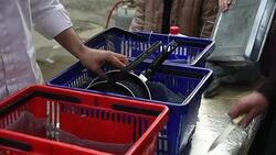 CLEAN : Jewish Passover holiday begins in Jerusalem News Clip