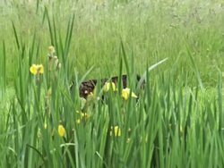MS PAN Brown tabby domestic cat walking behind yellow iris / Vieux Pont, Normandy, France Stock Footage
