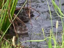 Ducklings Feeding in the Reeds Stock Footage
