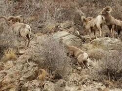MS Shot of bighorn rams fighting on hillside / Golden, Colorado, United States Stock Footage