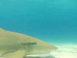 Lemon shark, Negaprion brevirostris, and Tiger shark, Galeocerdo cuvier, pass, sandy seabed, Bahamas  Stock Footage
