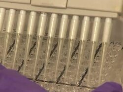 CLEAN: Britain losing fight against swine flu News Clip