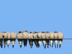 Many Birds Flying To The Wire Stock Footage