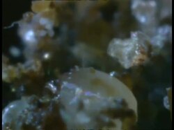 CU Dust Mites, Dermatophagoides farani, microscopic, moving amongst dust particles Stock Footage