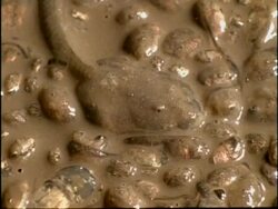 BCU High angle, Spadefoot Toad (Scaphiopus) tadpoles being exposed by drying out pool, USA Stock Footage