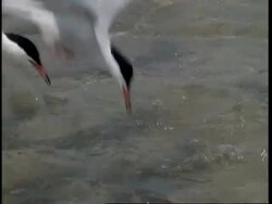 CU Common terns diving for sand eels, UK Stock Footage