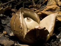 T/L Earthstar (family Geastraceae) fungus opening, UK Stock Footage