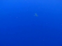 MS Schooling fish in blue water and oceanic whitetip shark / Hawaii, United States Stock Footage