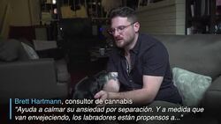 VOICED : Los animales son los nuevos clientes de la marihuana medicinal News Clip