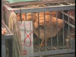 HONG KONG: WHO TO DEVELOP VACCINE TO NEW BIRD FLU News Clip