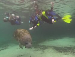 Manatee (Trichechus manatus) tourists, reaching out to touch, Audio, Florida, North Atlantic Ocean  Stock Footage
