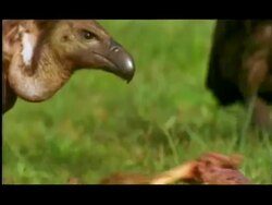 Vulture and crow eating carcass, Nagarahole, Southern India Stock Footage