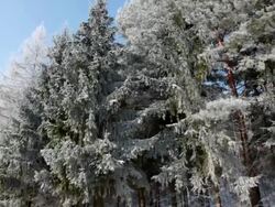 Winter Trees Stock Footage