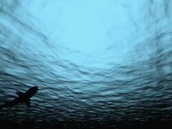 sharks under water Stock Footage