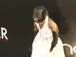 Crystal the Capuchin Monkey at the 'The Hangover Part II' premiere at Hollywood CA. (Footage by WireImage Video/GettyImages) Stock Footage