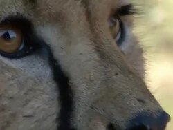 Cheetah Close Up Stock Footage