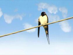 Swallow on a Wire Stock Footage
