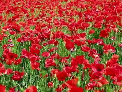 Red Poppy Field; DOLLY SHOT Stock Footage