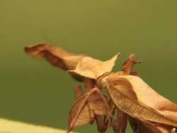 Leaf Mantis EATS Stock Footage