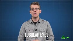 The Mystery of the Barreleye Fish Instructional Video